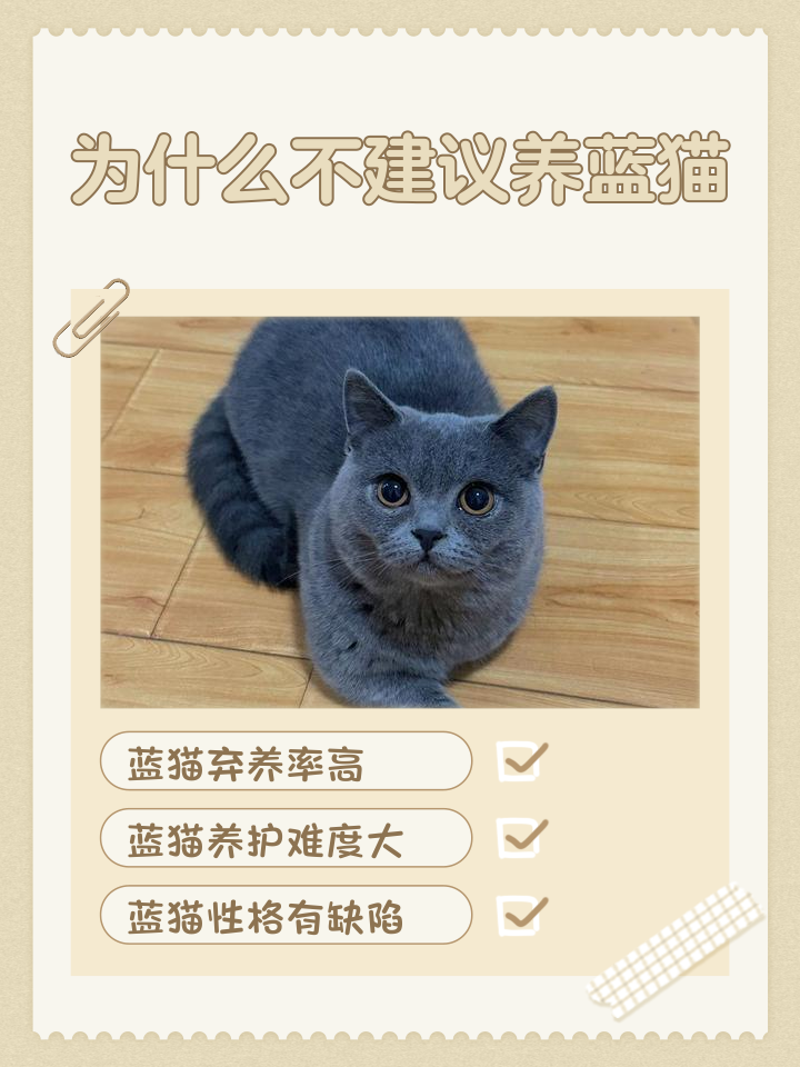 蓝猫的寿命(蓝猫寿命一般活几年) 蓝猫的寿命(蓝猫寿命一般活几年)