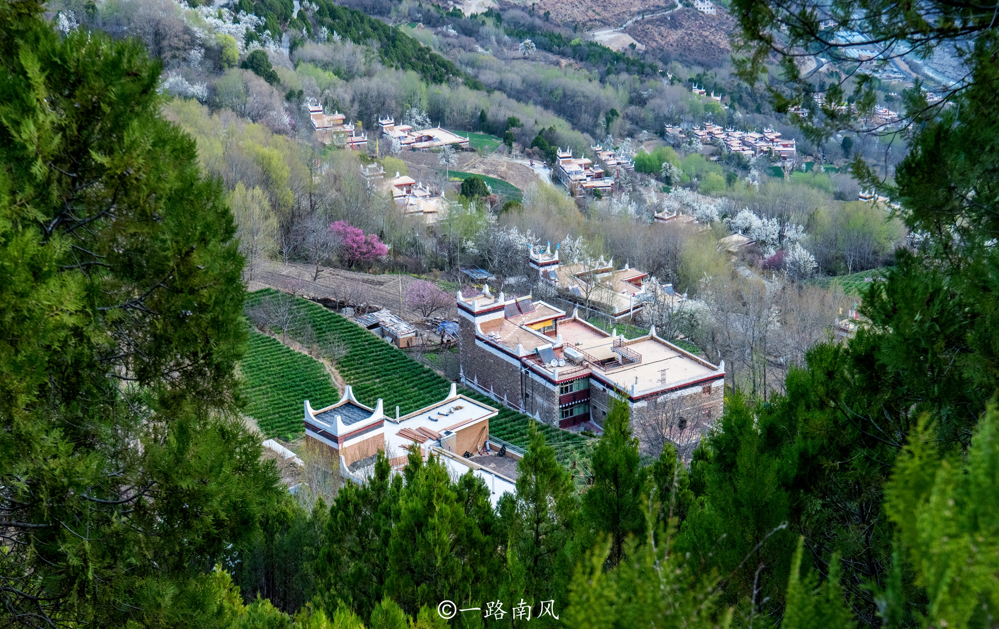 中国藏红花之乡(中国最好的藏红花产地)