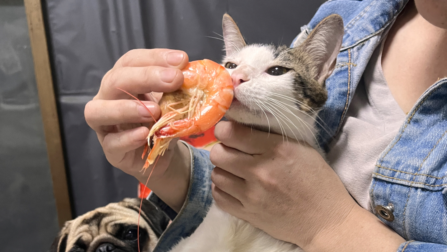 猫可以吃虾壳吗(猫咪可以吃虾壳嘛) 猫可以吃虾壳吗(猫咪可以吃虾壳嘛)