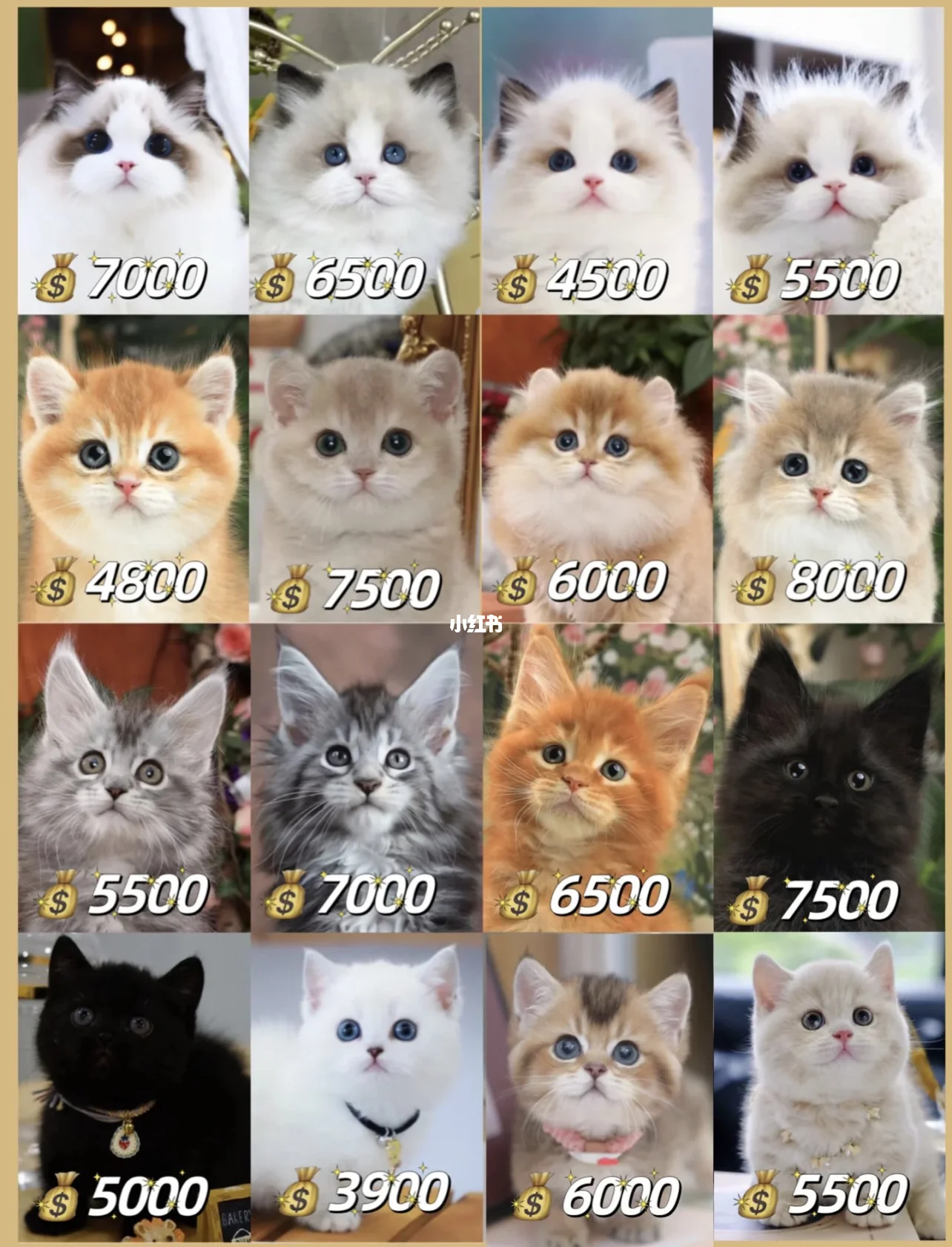 猫的品种及价格(猫的品种及价格排行) 猫的品种及价格(猫的品种及价格排行)