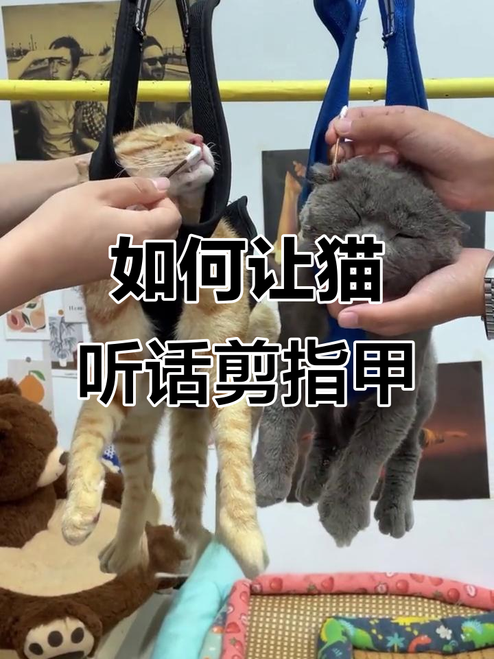 让猫自愿剪指甲小妙招(让猫自愿剪指甲小妙招视频)