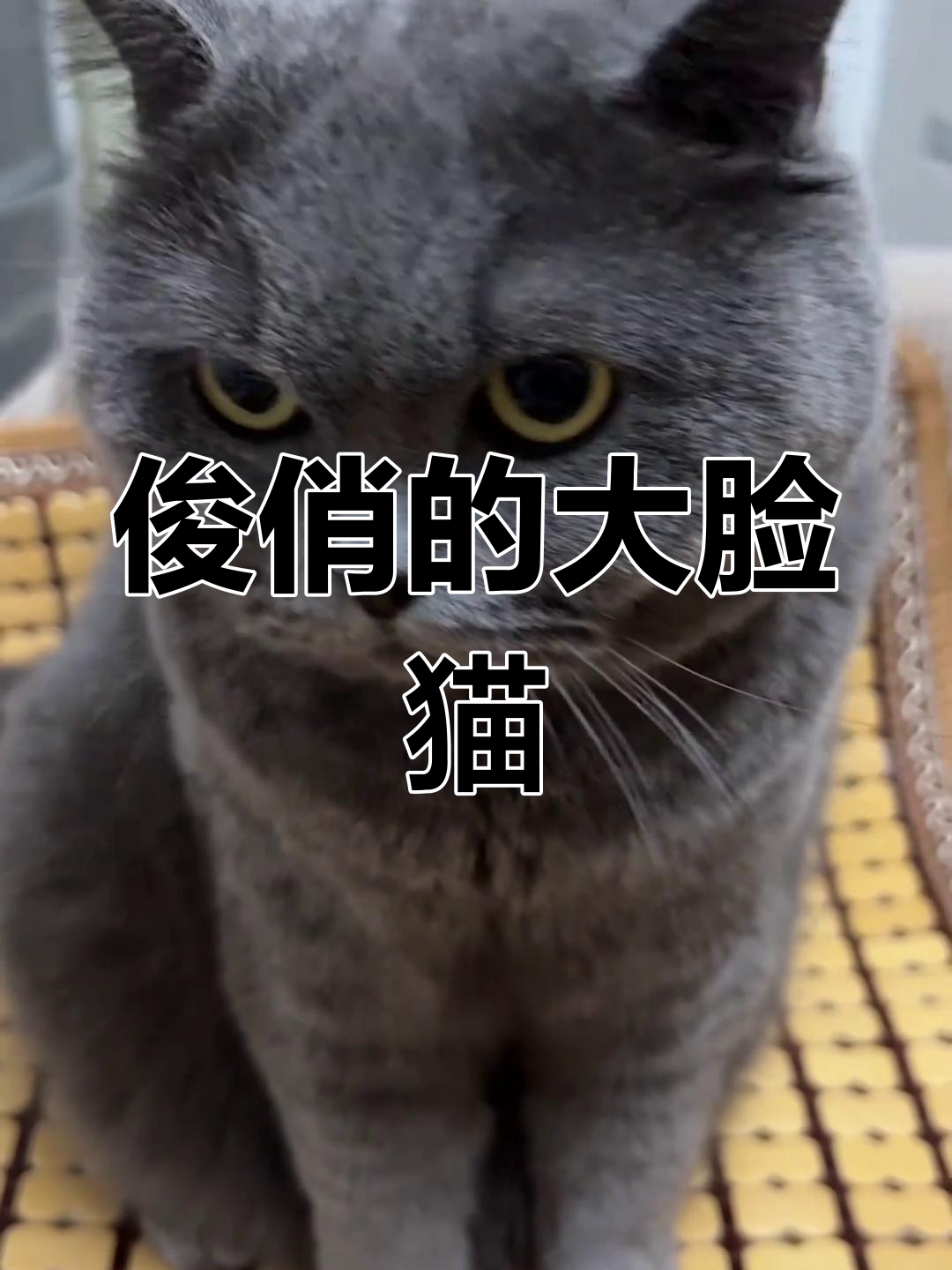 大脸猫图片(大脸猫图片卡通头像) 大脸猫图片(大脸猫图片卡通头像)