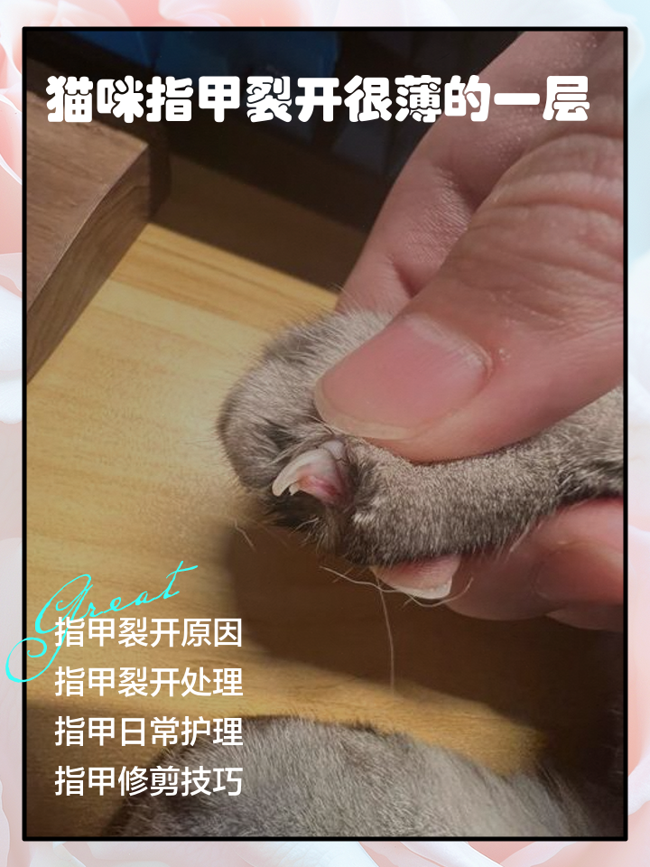 猫剪指甲出血了怎么办(猫指甲剪出血了要紧吗?) 猫剪指甲出血了怎么办(猫指甲剪出血了要紧吗?)