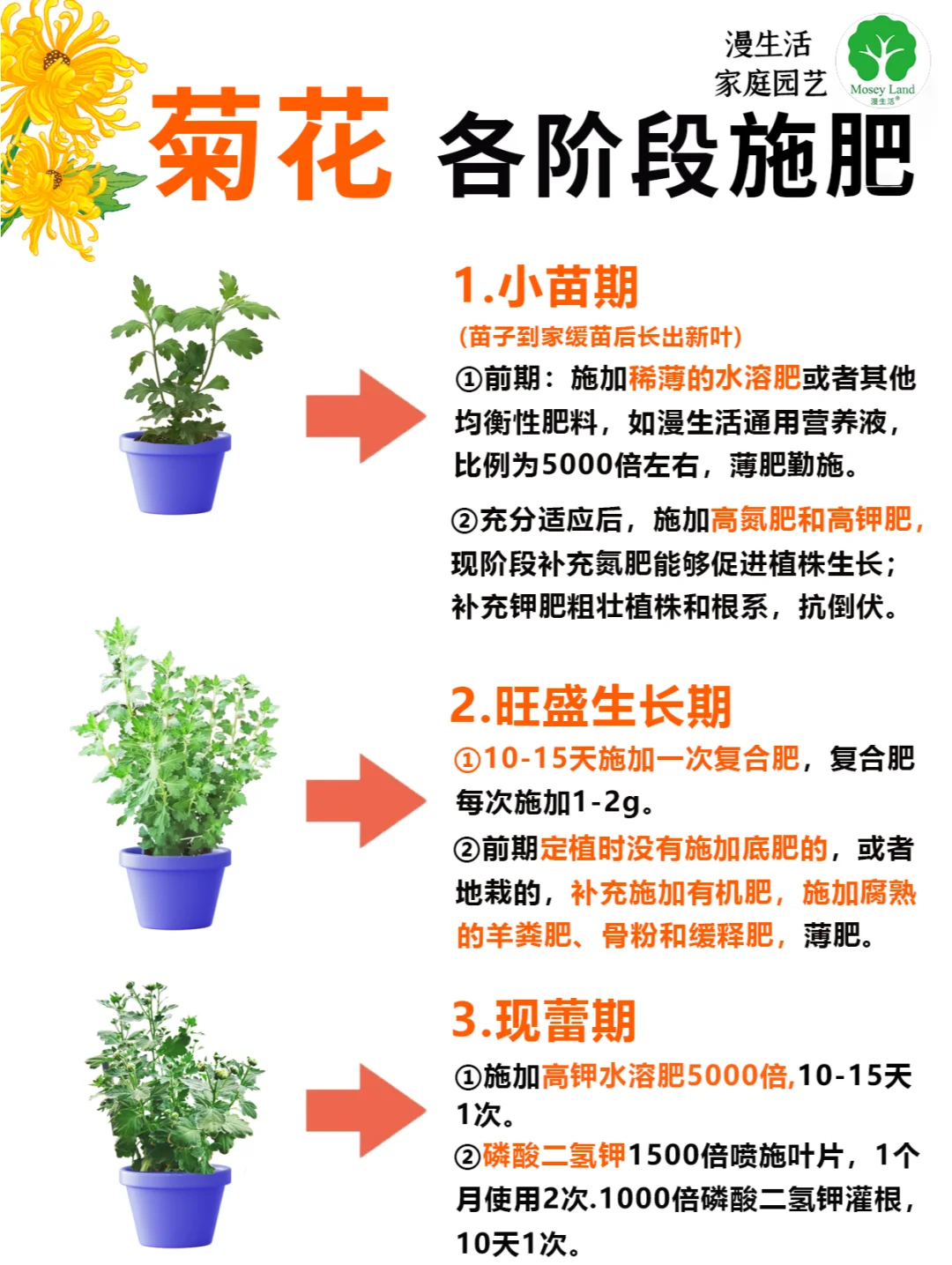 菊花开花时间(菊花开花时间和花期) 菊花开花时间(菊花开花时间和花期)