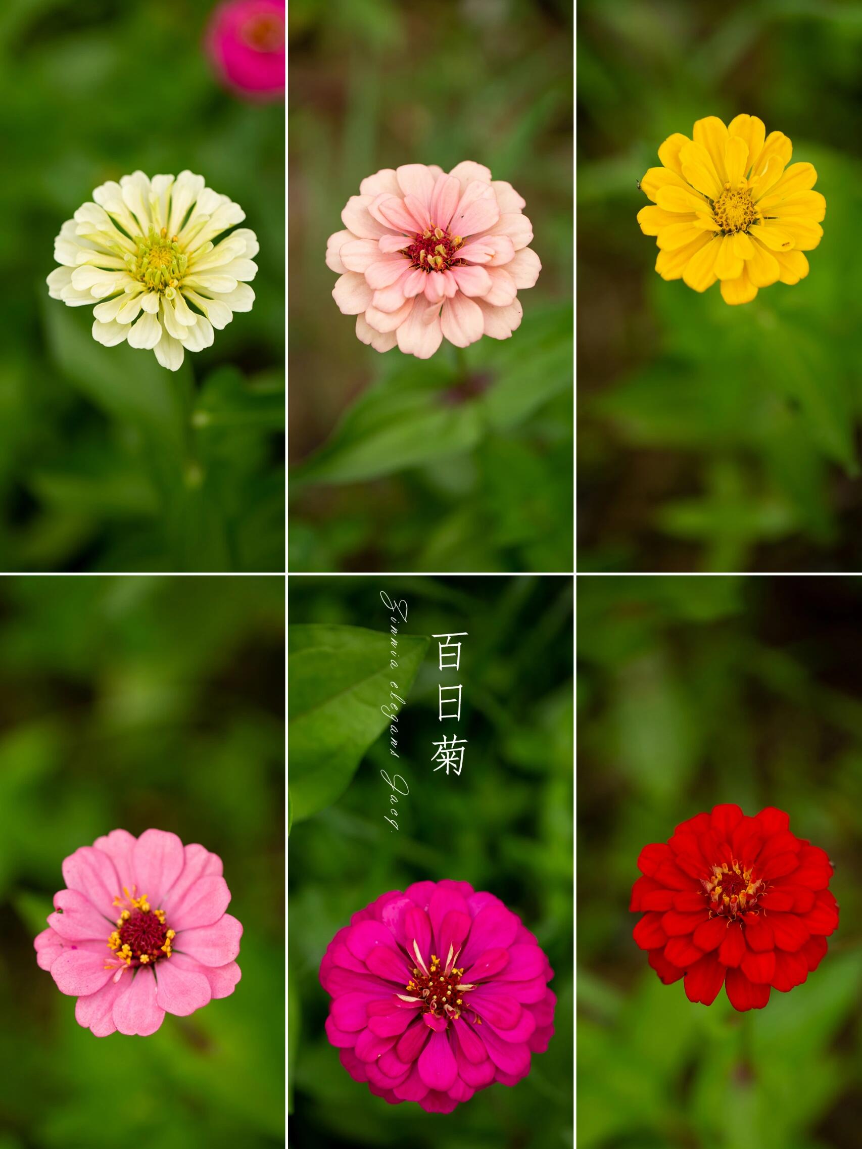 菊花开花时间(菊花开花时间和花期) 菊花开花时间(菊花开花时间和花期)