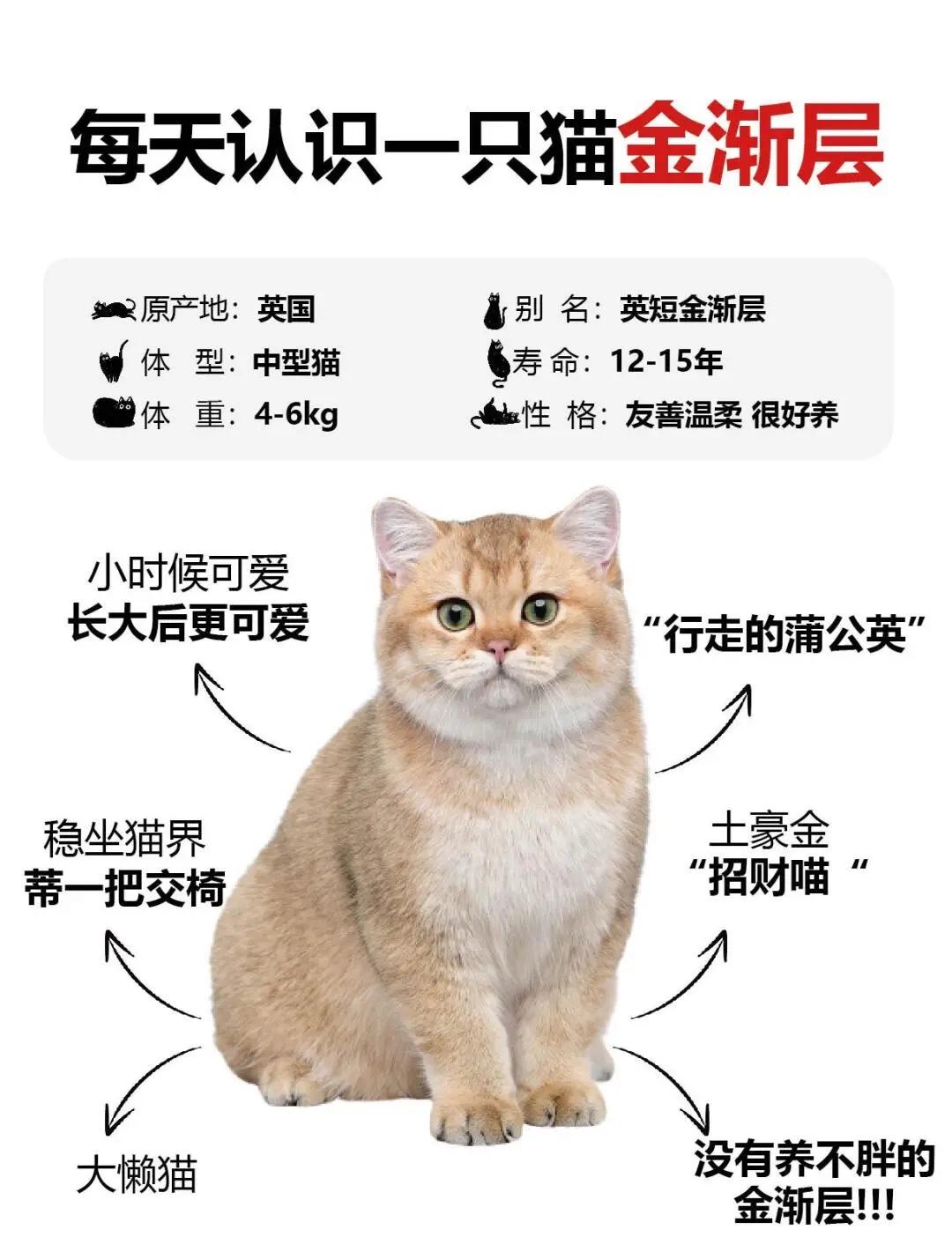 宠物店的猫一般多少钱(宠物店的猫一般最便宜多少钱)