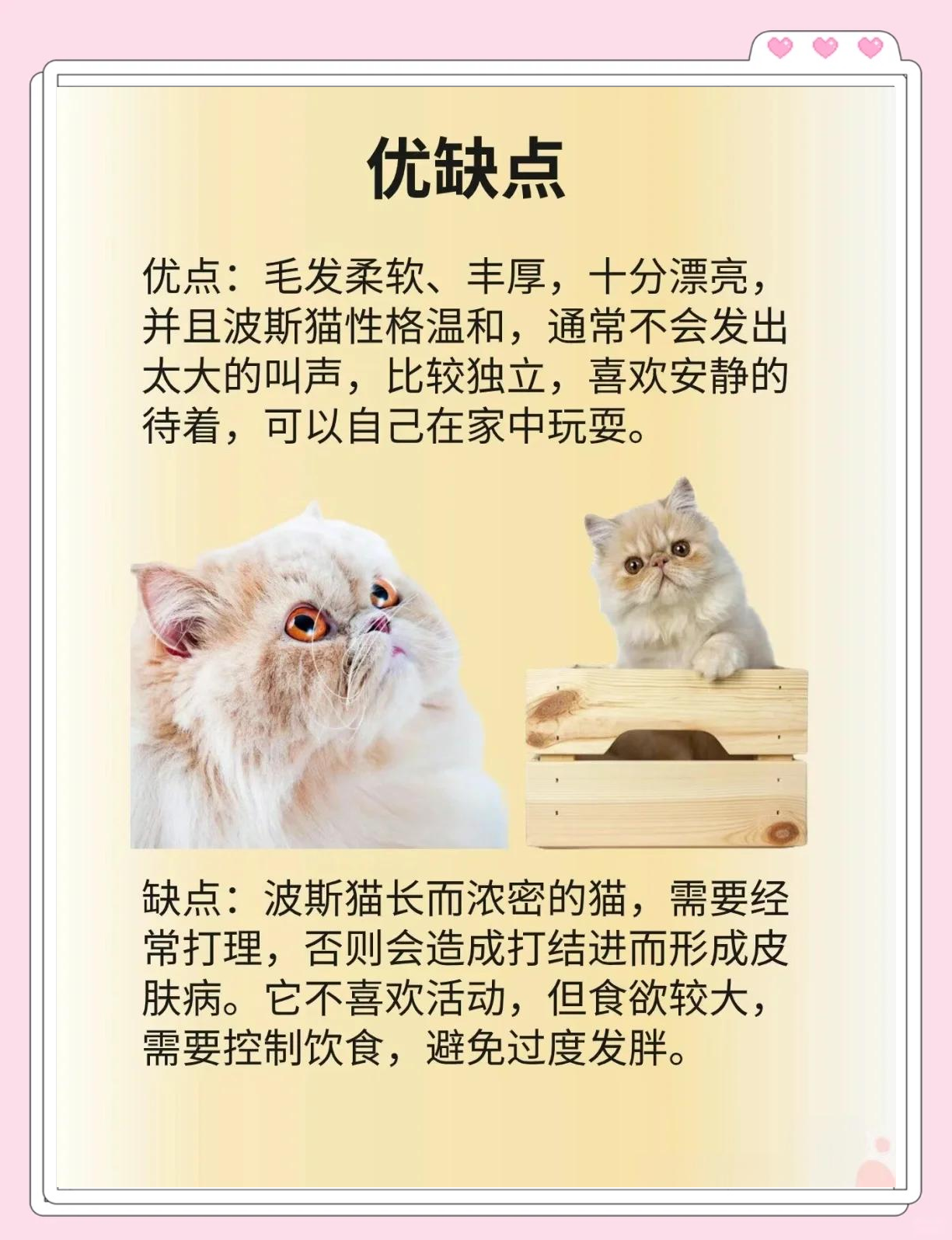 波斯猫是哪个国家的(波斯猫是哪个国家的绰号啊)