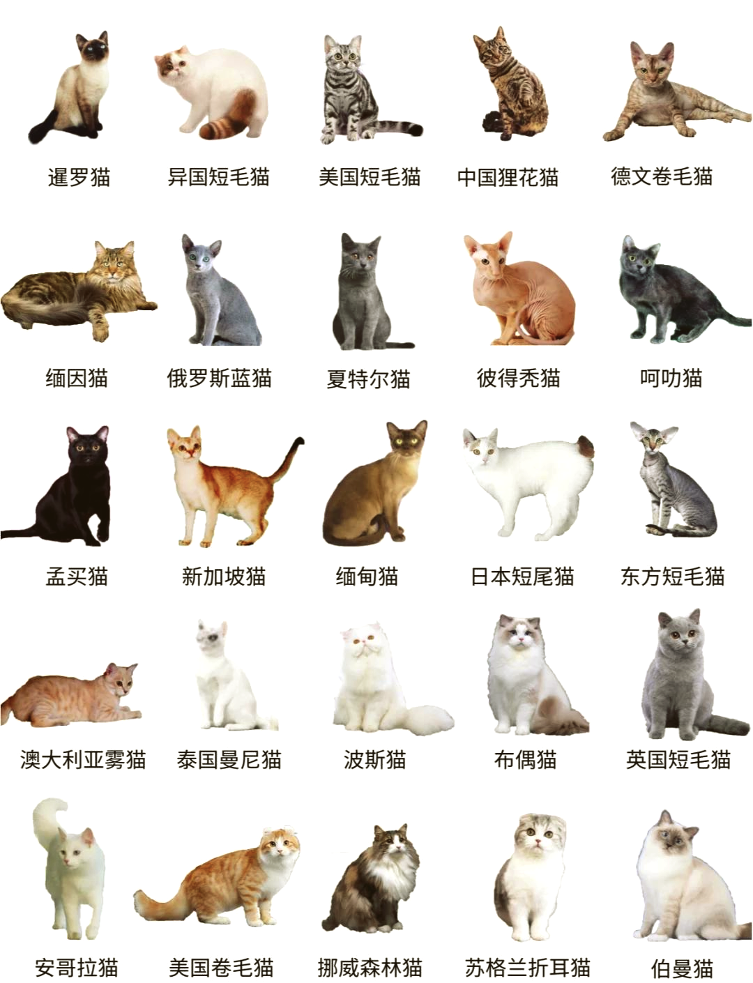 波斯猫是哪个国家的(波斯猫是哪个国家的绰号啊) 波斯猫是哪个国家的(波斯猫是哪个国家的绰号啊)