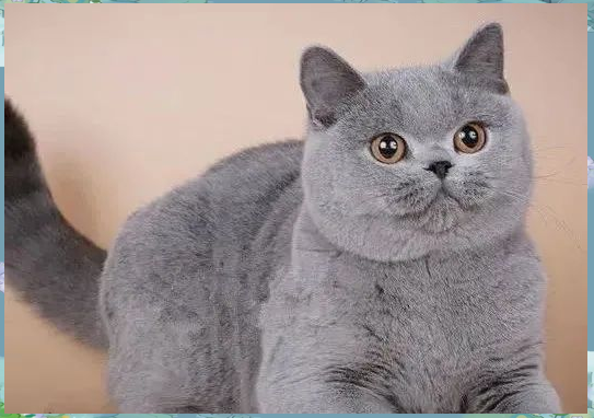 蓝猫有几种颜色(不纯种的蓝猫图片) 蓝猫有几种颜色(不纯种的蓝猫图片)