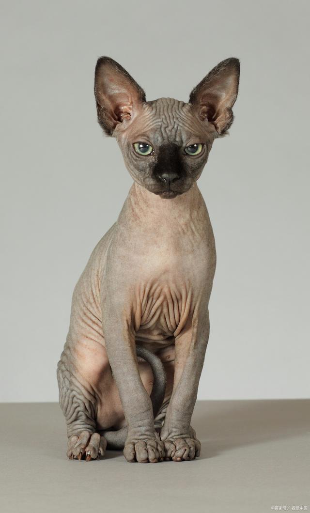 不长毛的猫叫什么名字(不长毛的猫叫什么名字多少钱) 不长毛的猫叫什么名字(不长毛的猫叫什么名字多少钱)