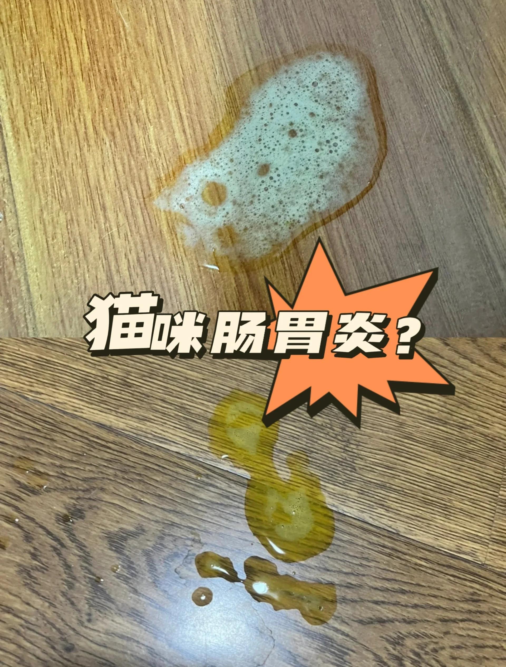 猫肠胃炎几天会自愈(猫肠胃炎几天会自愈吗) 猫肠胃炎几天会自愈(猫肠胃炎几天会自愈吗)