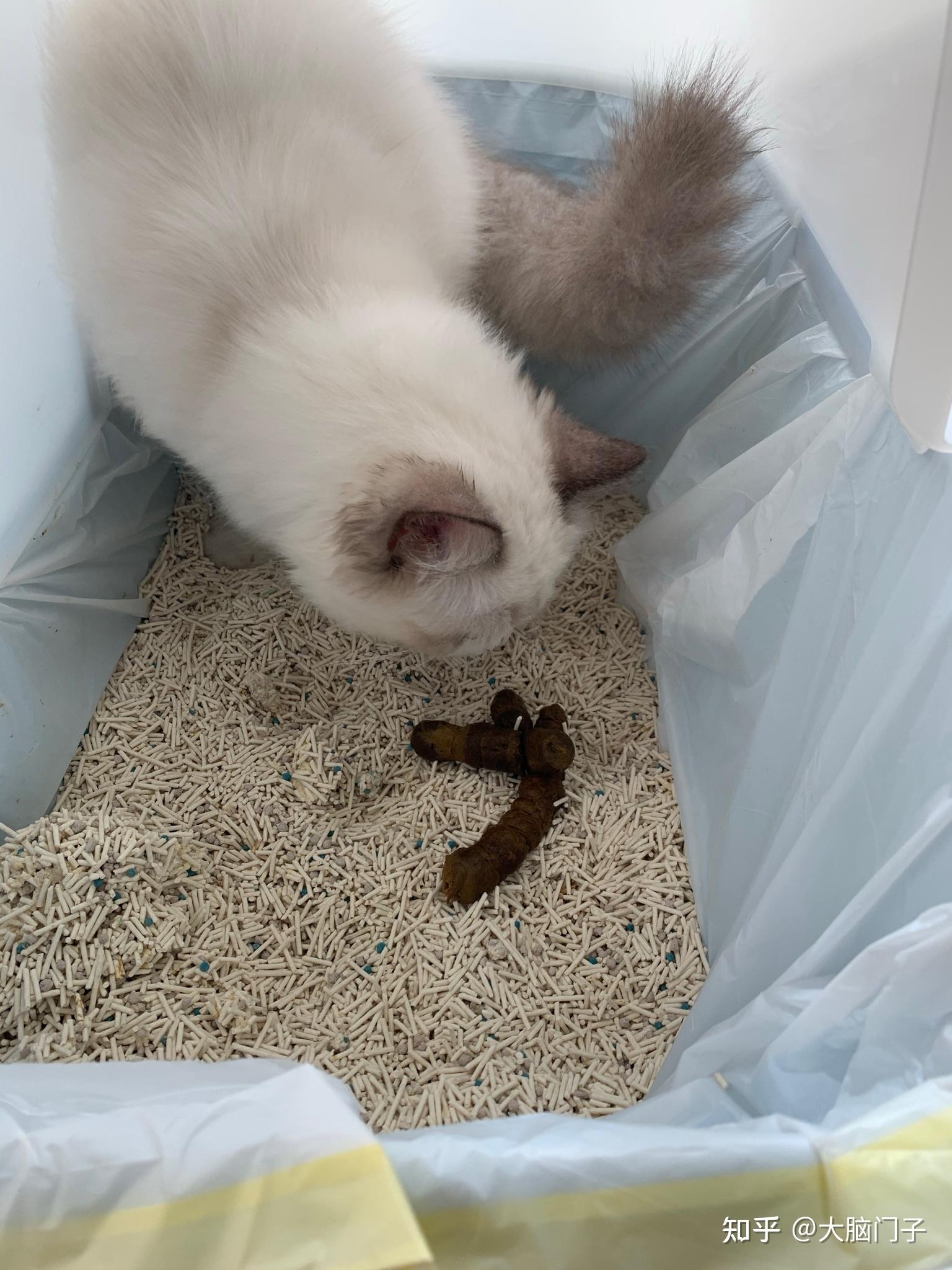 猫咪软便(猫咪软便带血吃什么药) 猫咪软便(猫咪软便带血吃什么药)