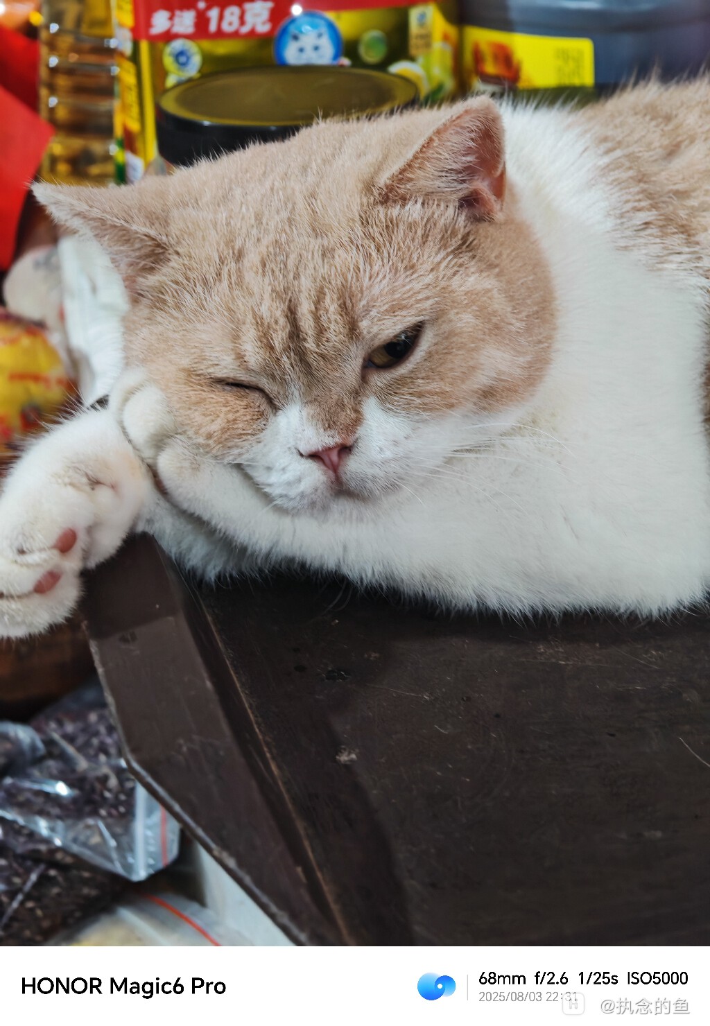 猫咪(猫咪模拟器)