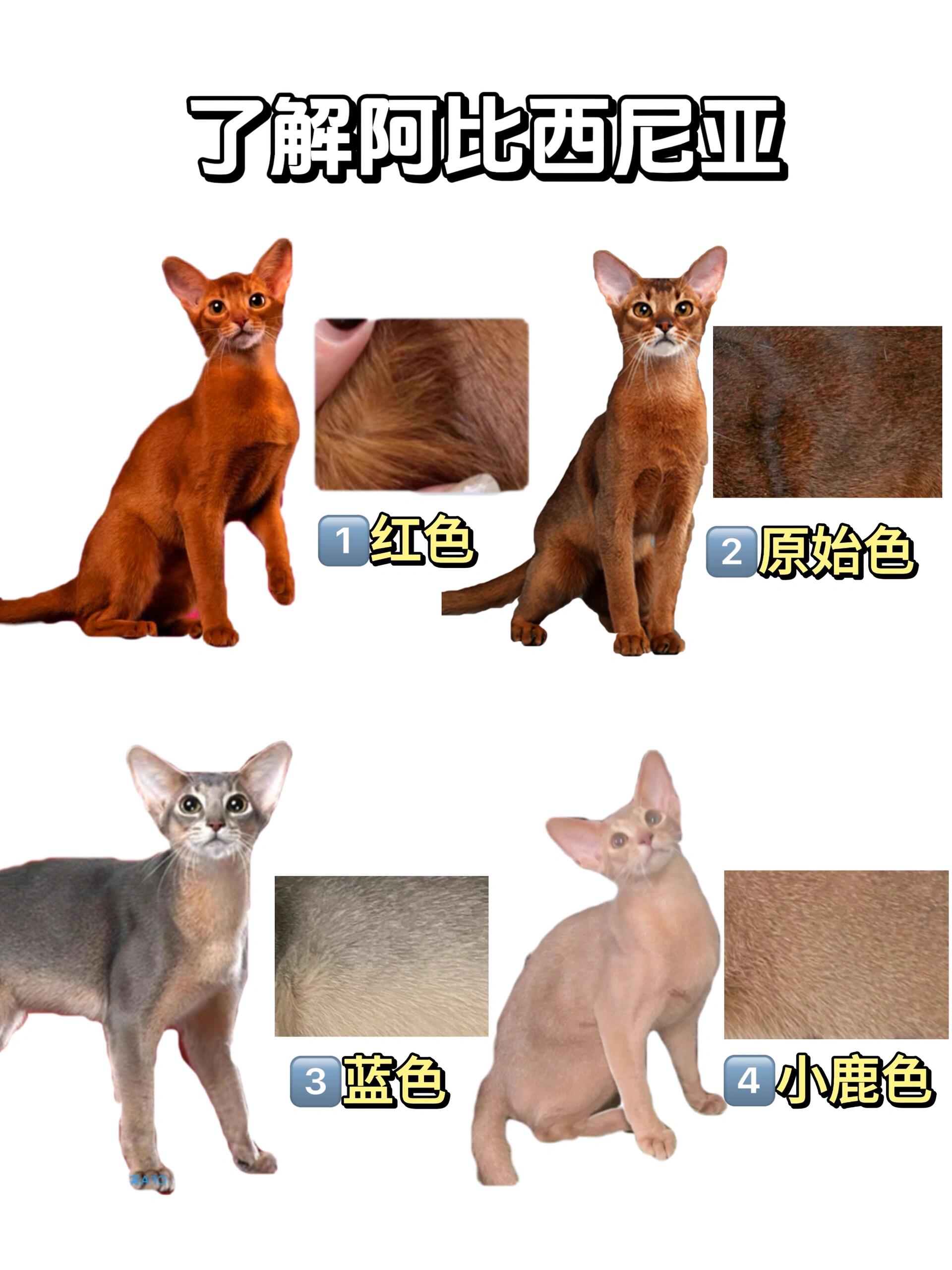 阿比西尼亚猫多少钱(阿比西尼亚猫多少钱是女生) 阿比西尼亚猫多少钱(阿比西尼亚猫多少钱是女生)