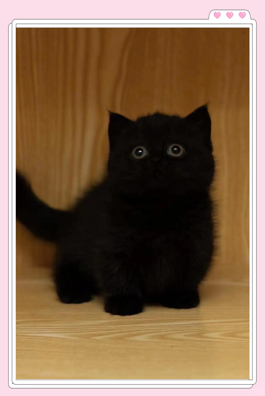 黑猫品种(黑猫品种多少钱一只) 黑猫品种(黑猫品种多少钱一只)