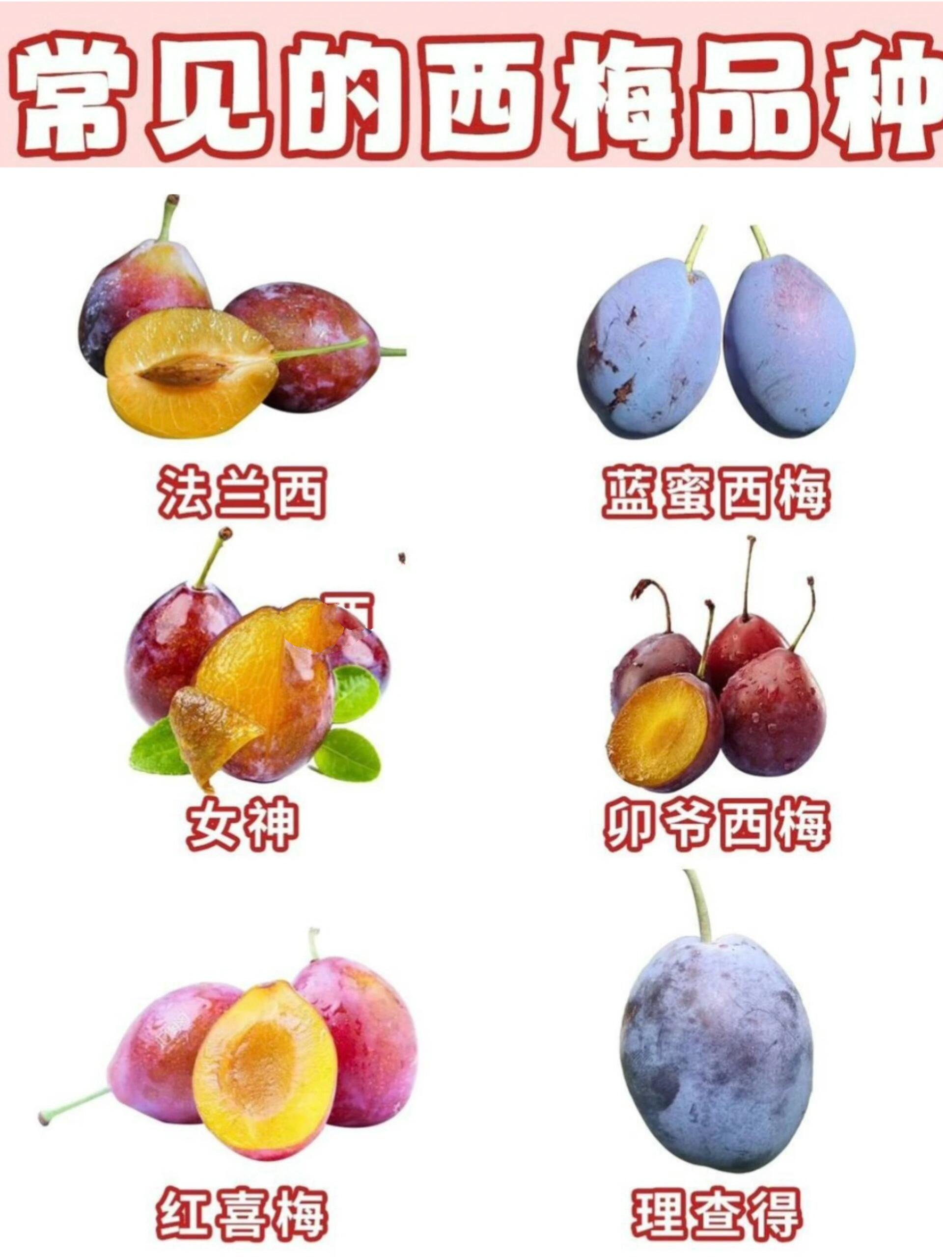 关于西梅的价格是多少钱一斤的信息 关于西梅的价格是多少钱一斤的信息