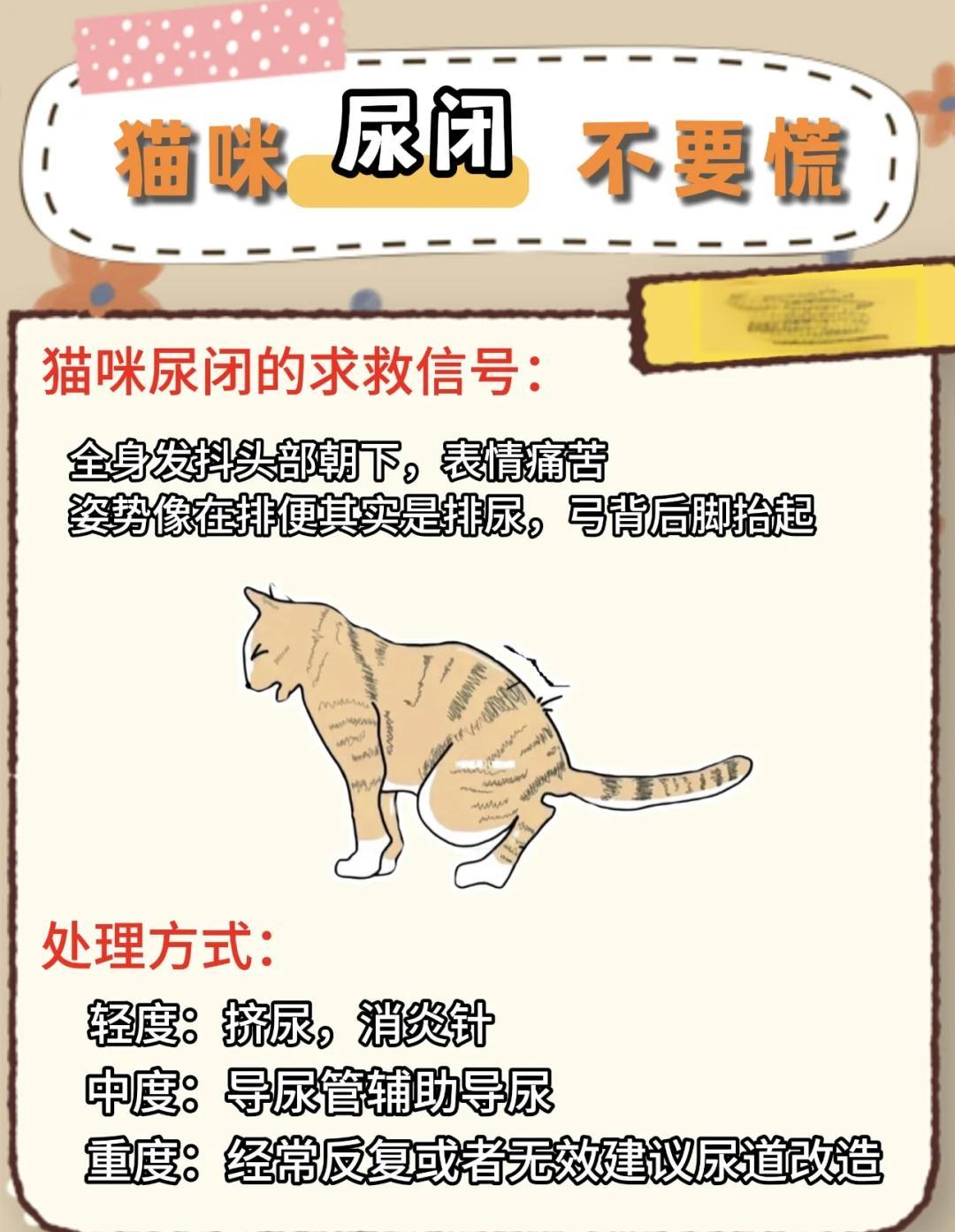 公猫乱尿的原因(公猫乱尿的原因是什么)