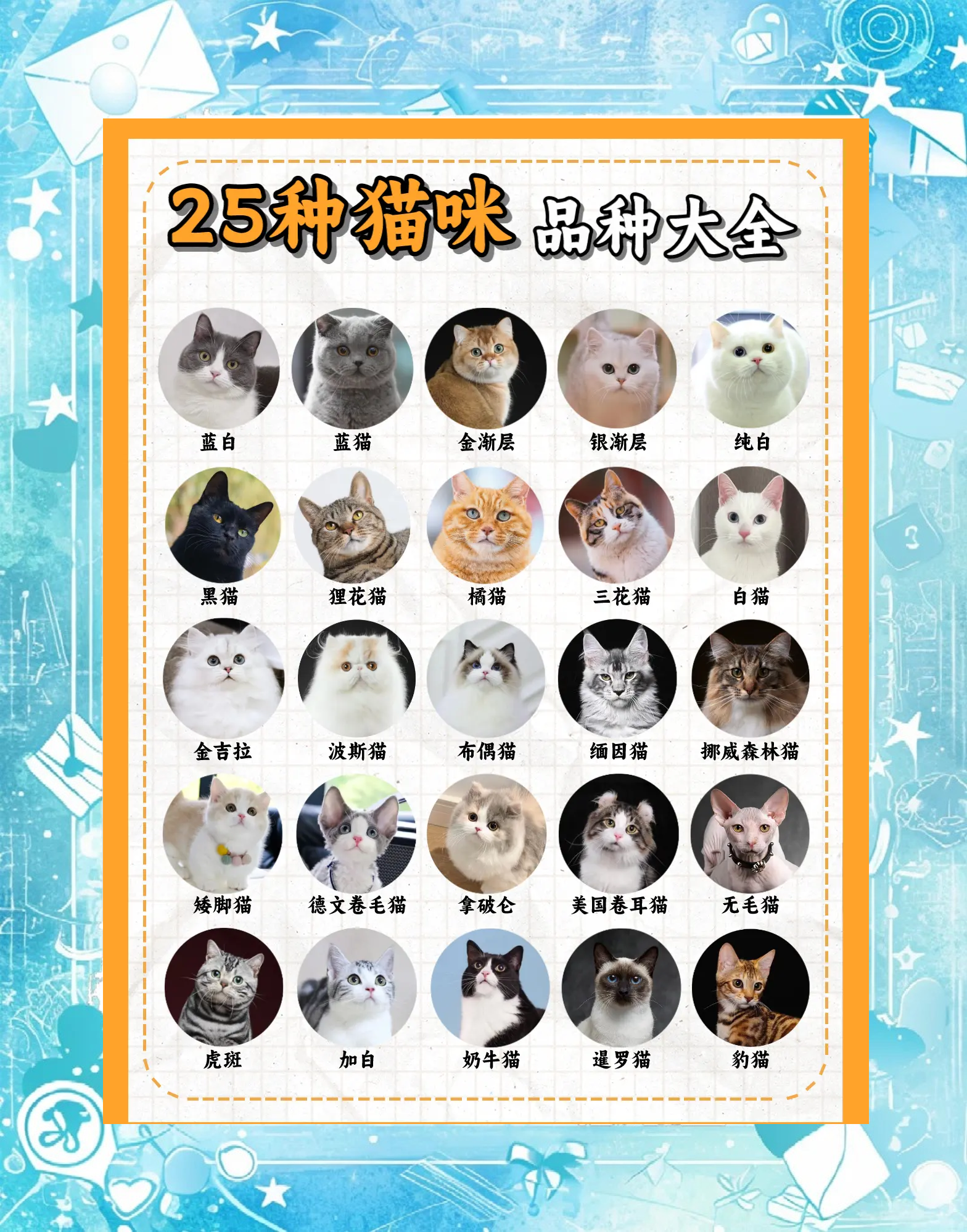猫猫名字大全洋气的(猫咪名字大全好听接地气)