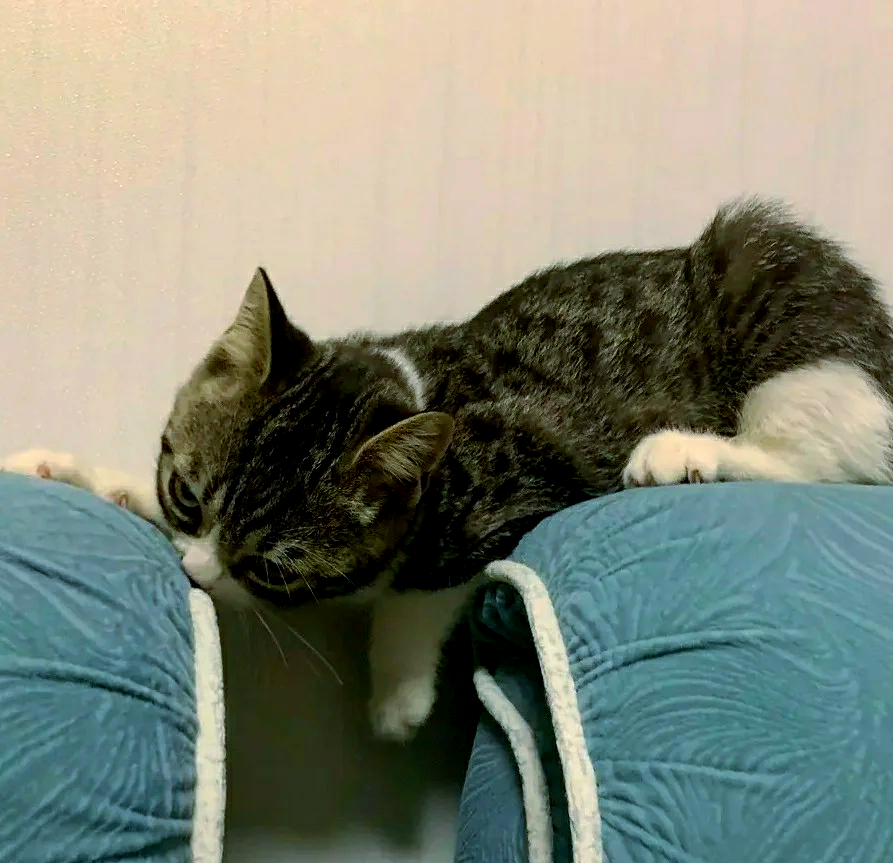 没有猫砂猫会憋死吗(没有猫砂猫咪会拉在哪里) 没有猫砂猫会憋死吗(没有猫砂猫咪会拉在哪里)