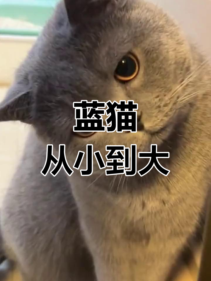 1到12个月蓝猫变化图(1到12个月蓝猫变化图表)
