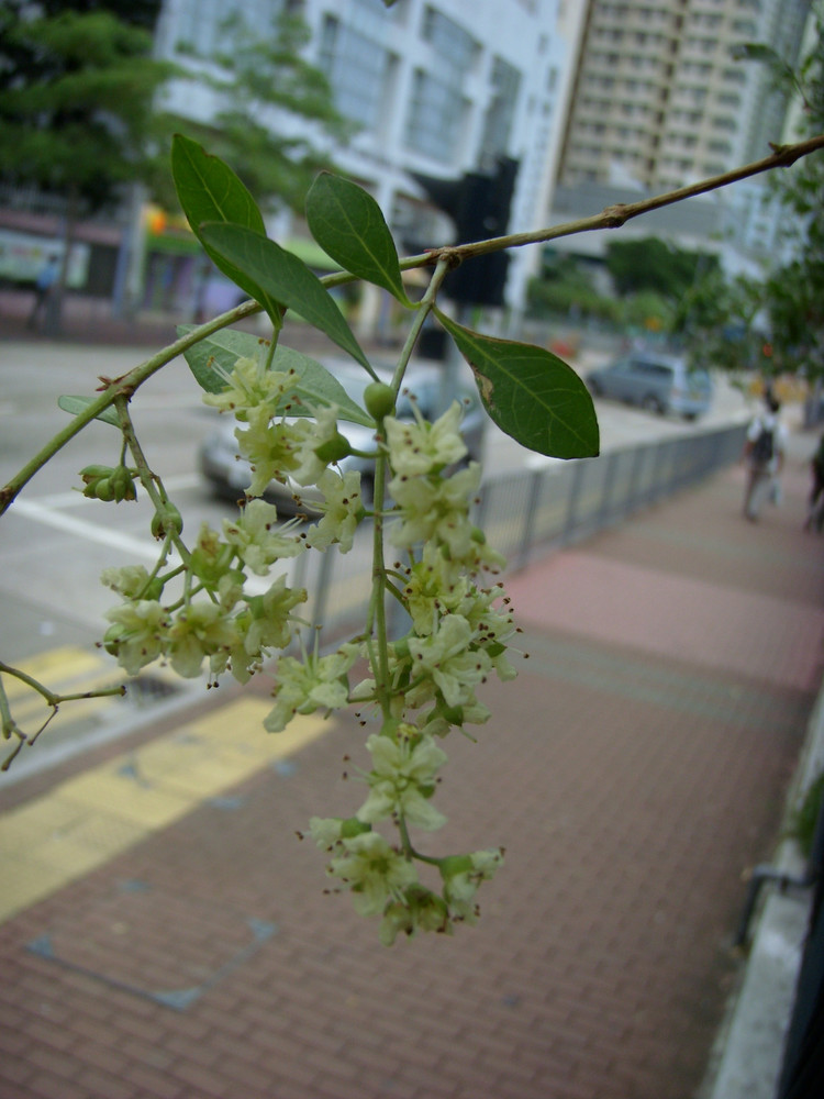 散沫花(散沫花花语)