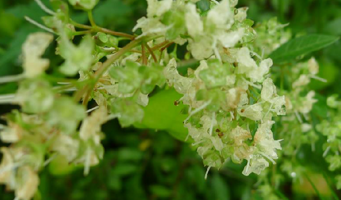 散沫花(散沫花花语) 散沫花(散沫花花语)