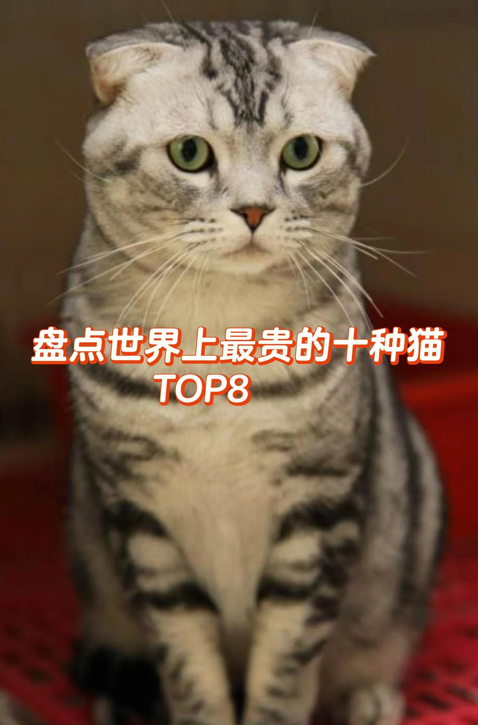 折耳猫什么颜色最贵(折耳猫什么颜色最贵图片)