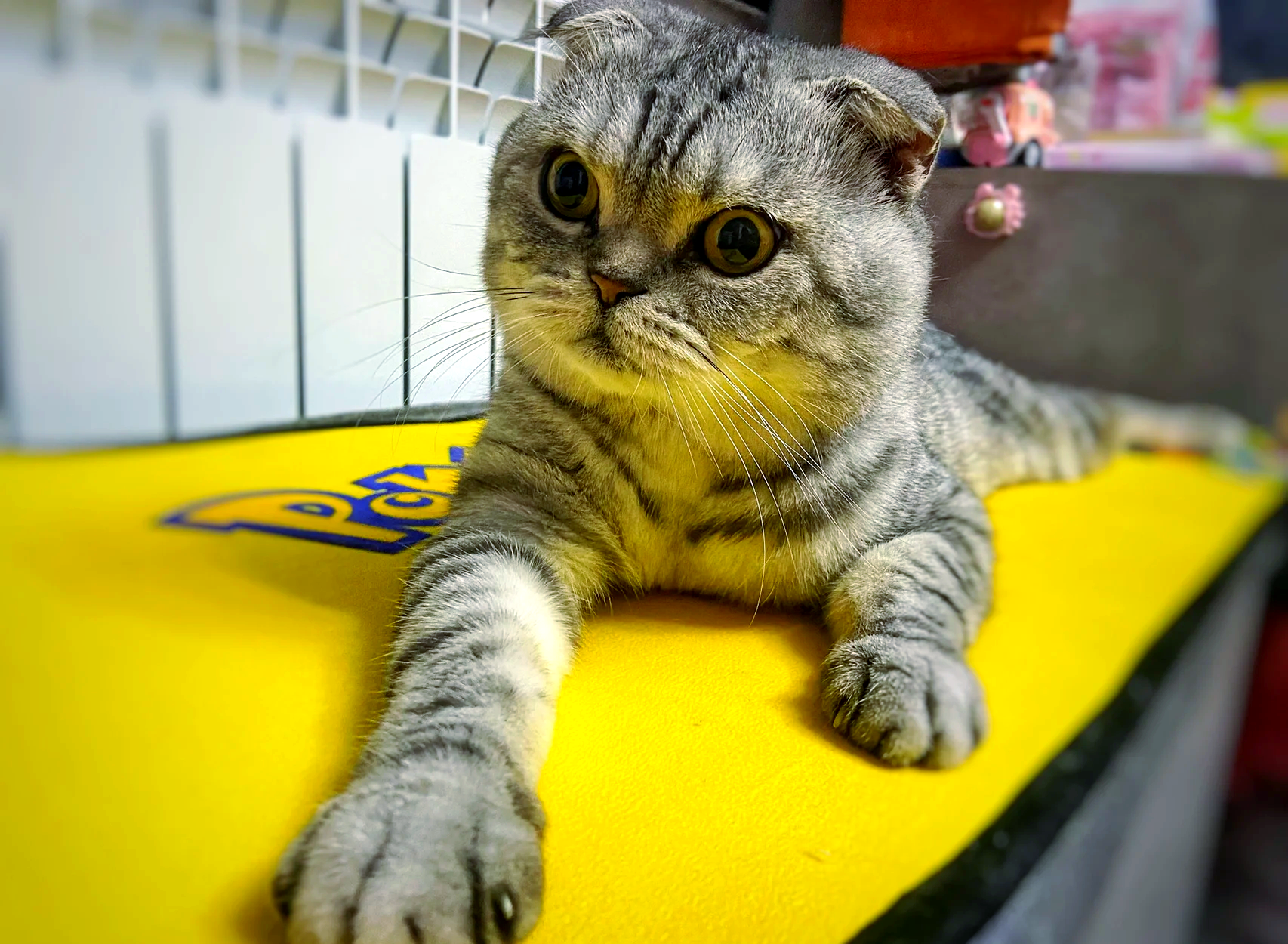 折耳猫什么颜色最贵(折耳猫什么颜色最贵图片) 折耳猫什么颜色最贵(折耳猫什么颜色最贵图片)