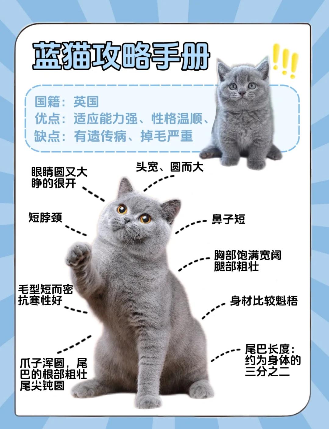 蓝猫的寿命一般在多少年(英短蓝猫的寿命一般在多少年) 蓝猫的寿命一般在多少年(英短蓝猫的寿命一般在多少年)