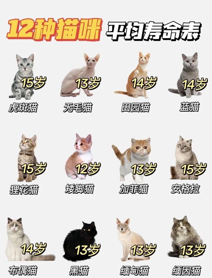蓝猫的寿命一般在多少年(英短蓝猫的寿命一般在多少年) 蓝猫的寿命一般在多少年(英短蓝猫的寿命一般在多少年)