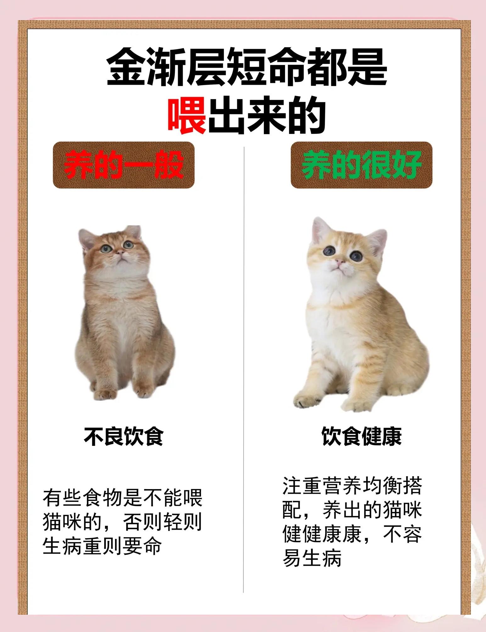 公猫绝育后多久可以吃东西(公猫绝育后多长时间能吃东西)