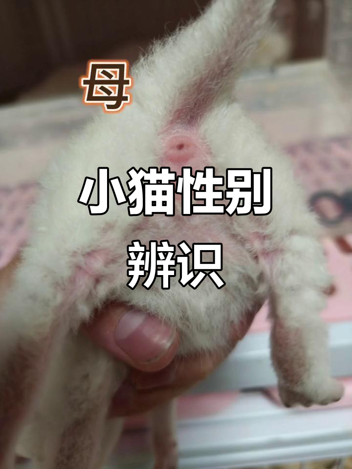 公猫母猫哪个好养(公猫母猫哪个好养活)