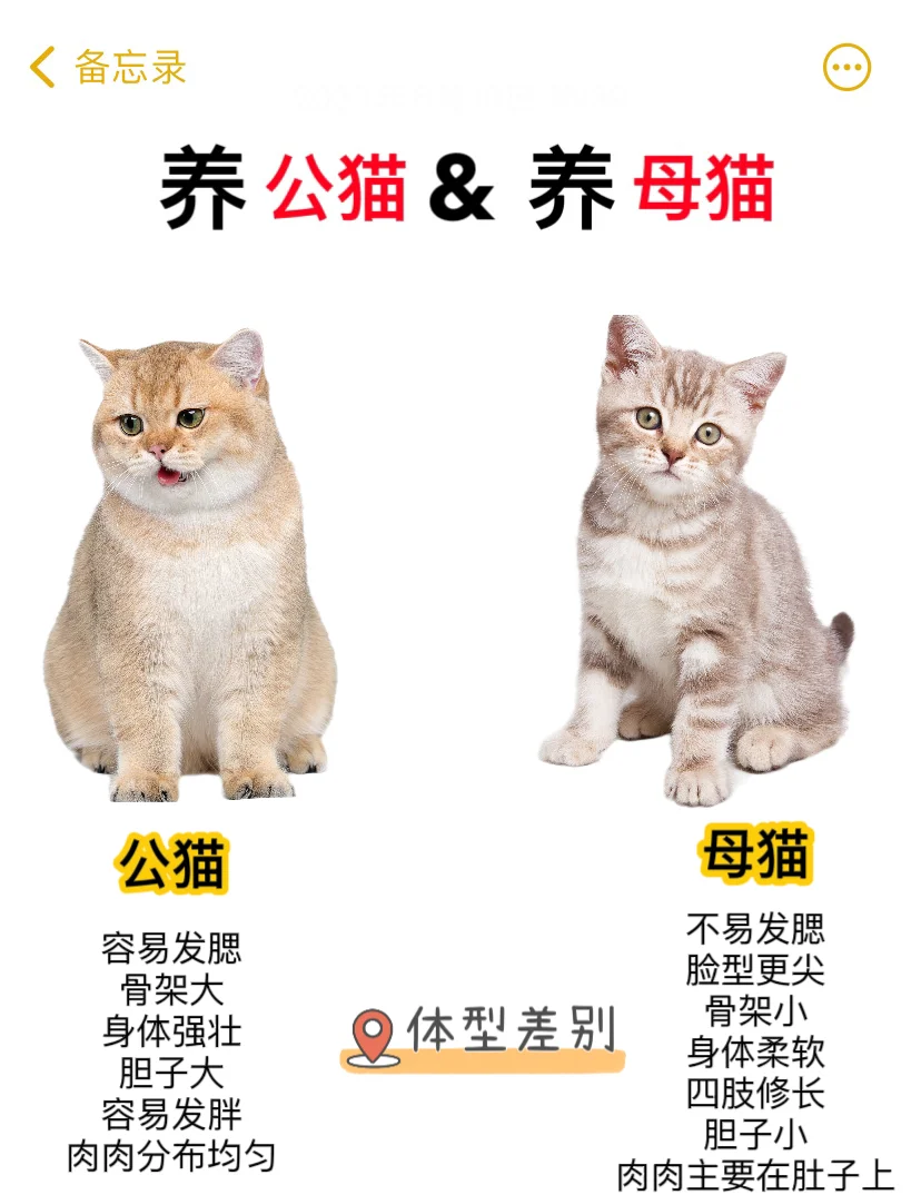 公猫母猫哪个好养(公猫母猫哪个好养活) 公猫母猫哪个好养(公猫母猫哪个好养活)