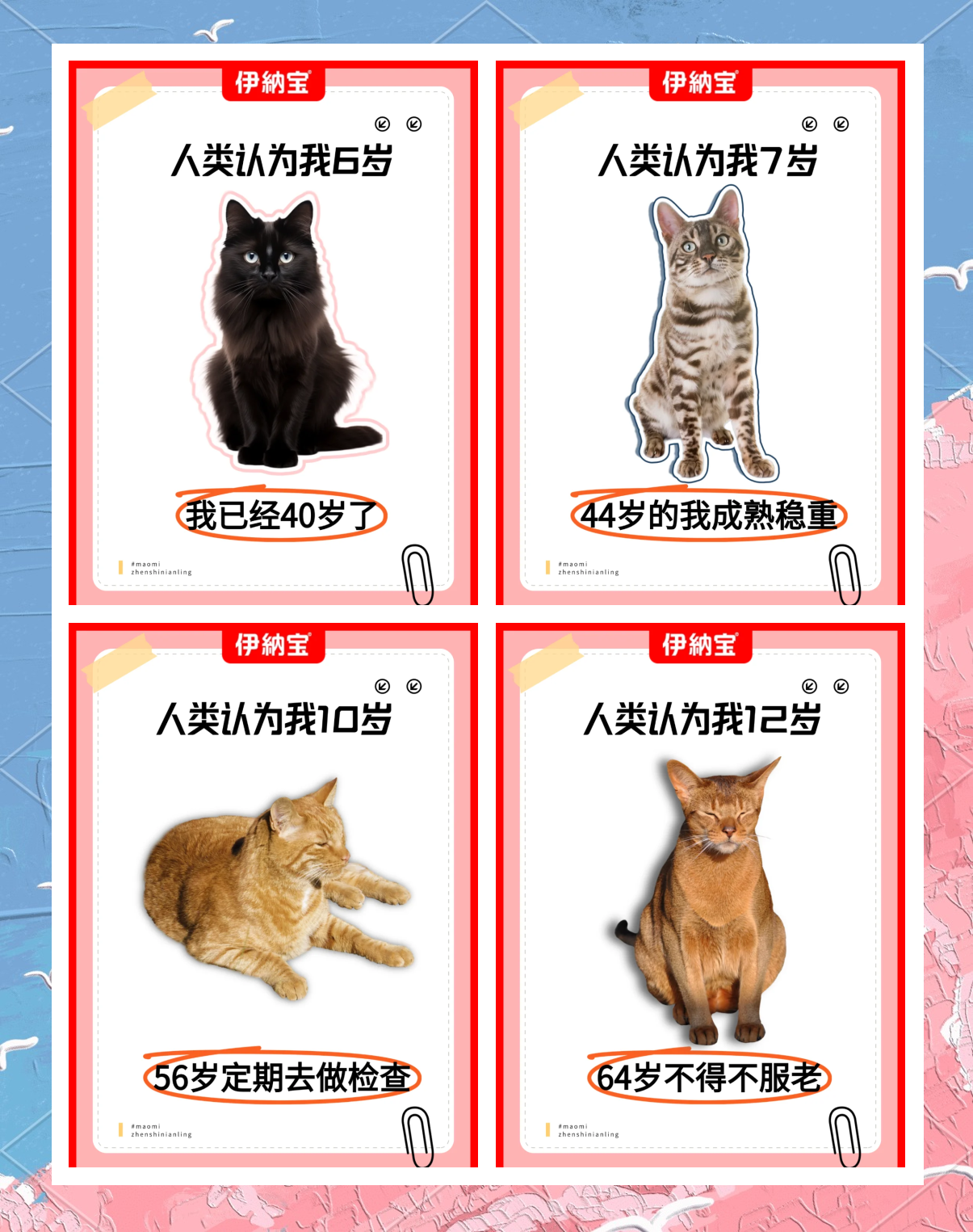 猫的年龄几个月算一岁(猫几个月是一岁一年猫是几岁) 猫的年龄几个月算一岁(猫几个月是一岁一年猫是几岁)