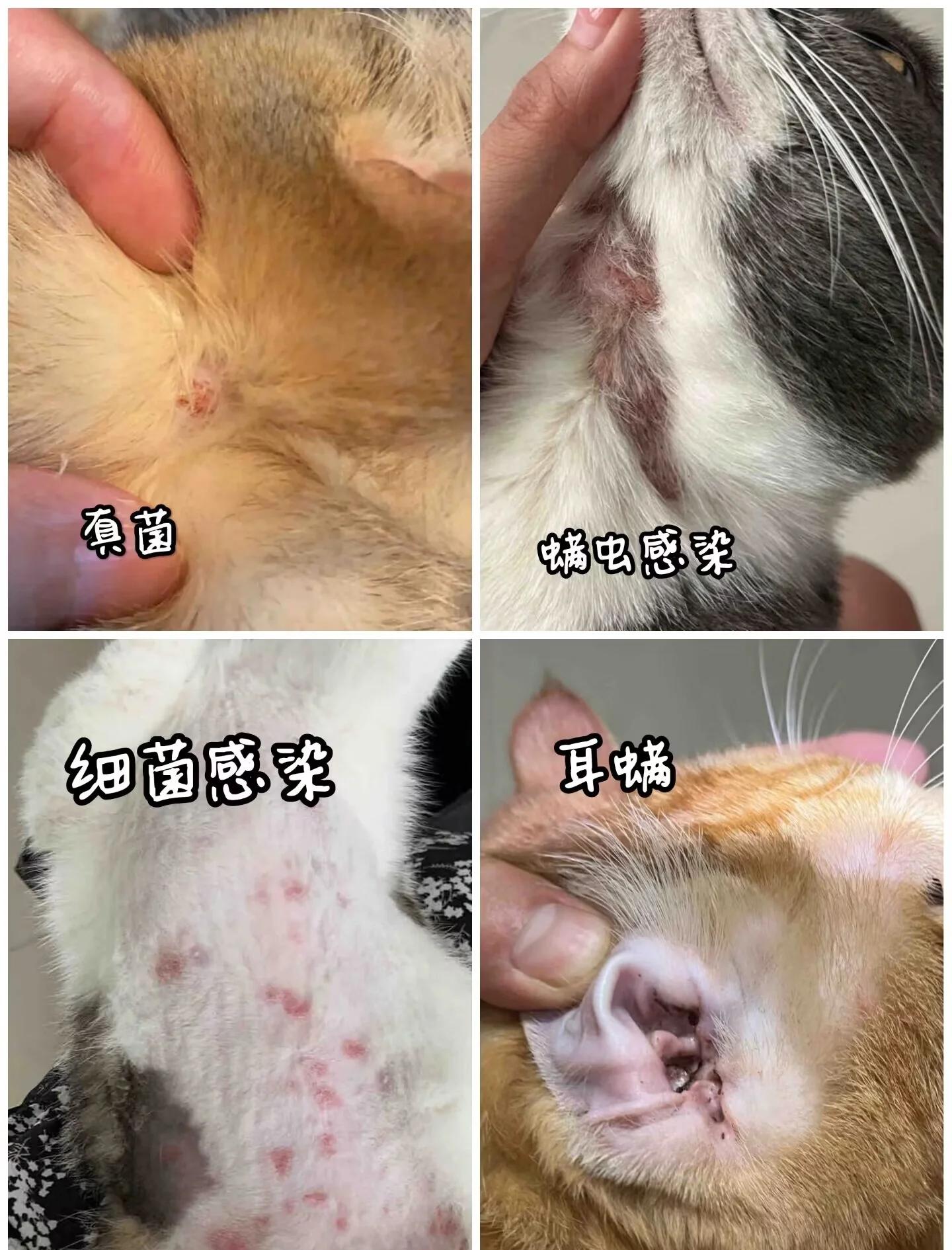 三种常见的猫咪皮肤病图(猫咪常见皮肤病大全及治疗方法) 三种常见的猫咪皮肤病图(猫咪常见皮肤病大全及治疗方法)
