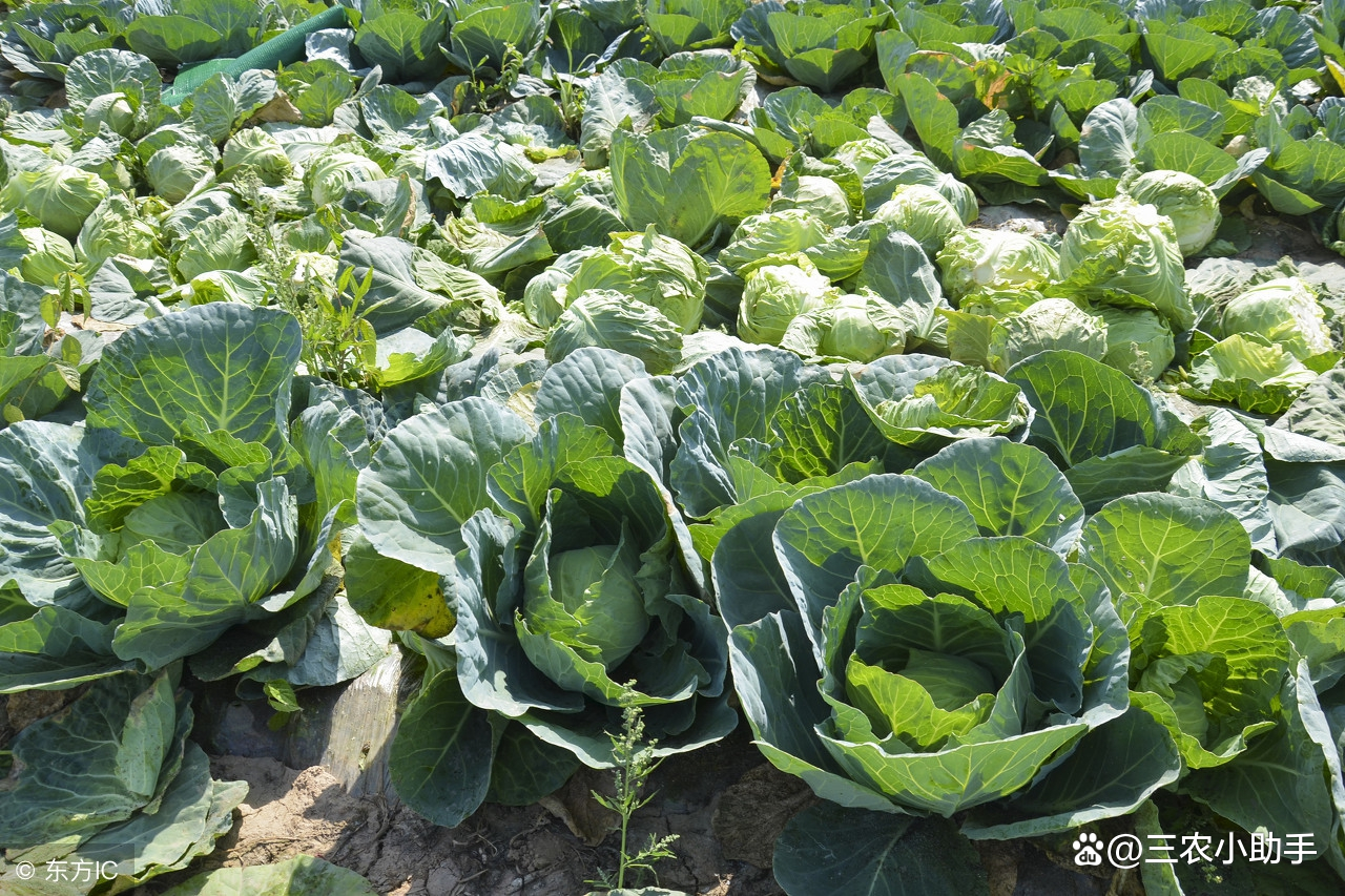 10月份能种什么菜(10月份能种什么菜和水果) 10月份能种什么菜(10月份能种什么菜和水果)