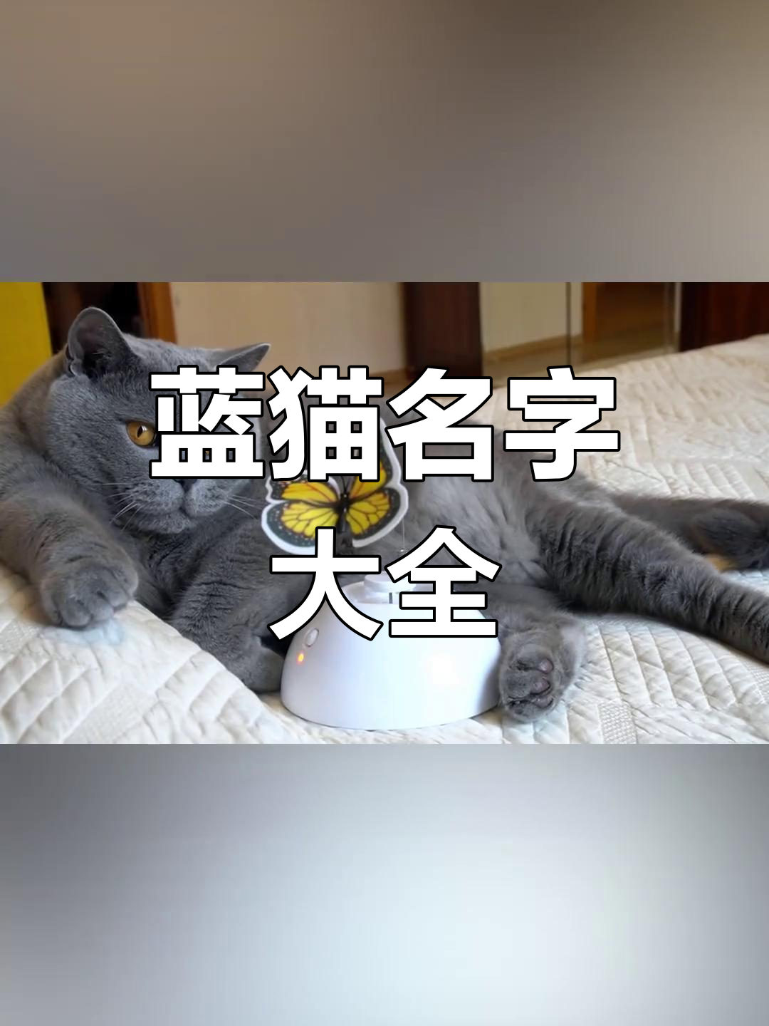 小猫取名字大全(小猫的名字萌又洋气的大全)