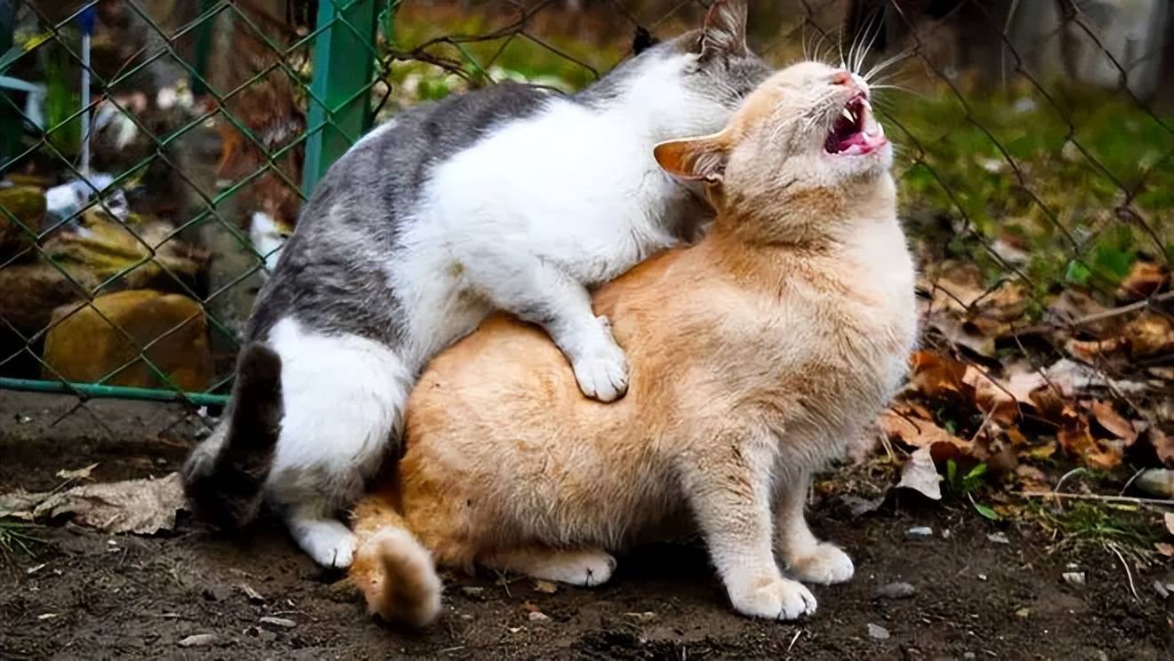 公猫骑公猫(公猫骑小猫有影响吗) 公猫骑公猫(公猫骑小猫有影响吗)