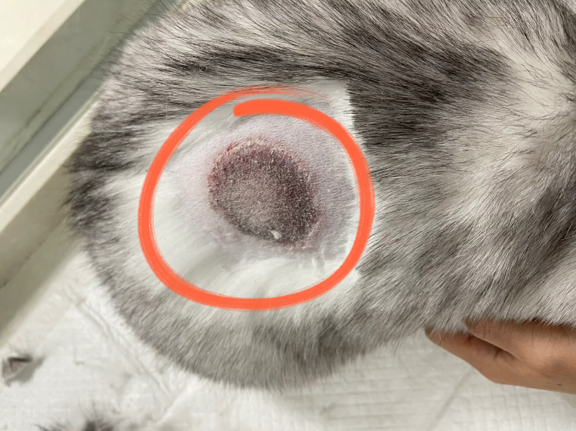 猫癣是什么样子的图片(猫癣是什么样子的图片 初期)