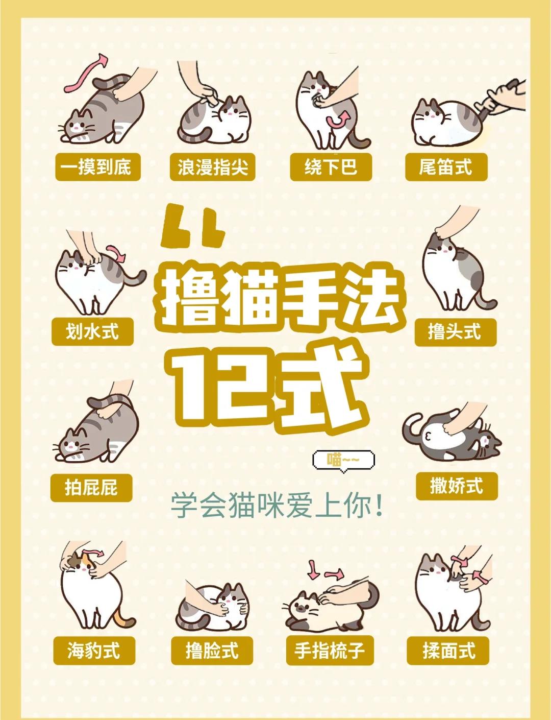 打猫打哪里比较好(打猫的什么地方最痛)
