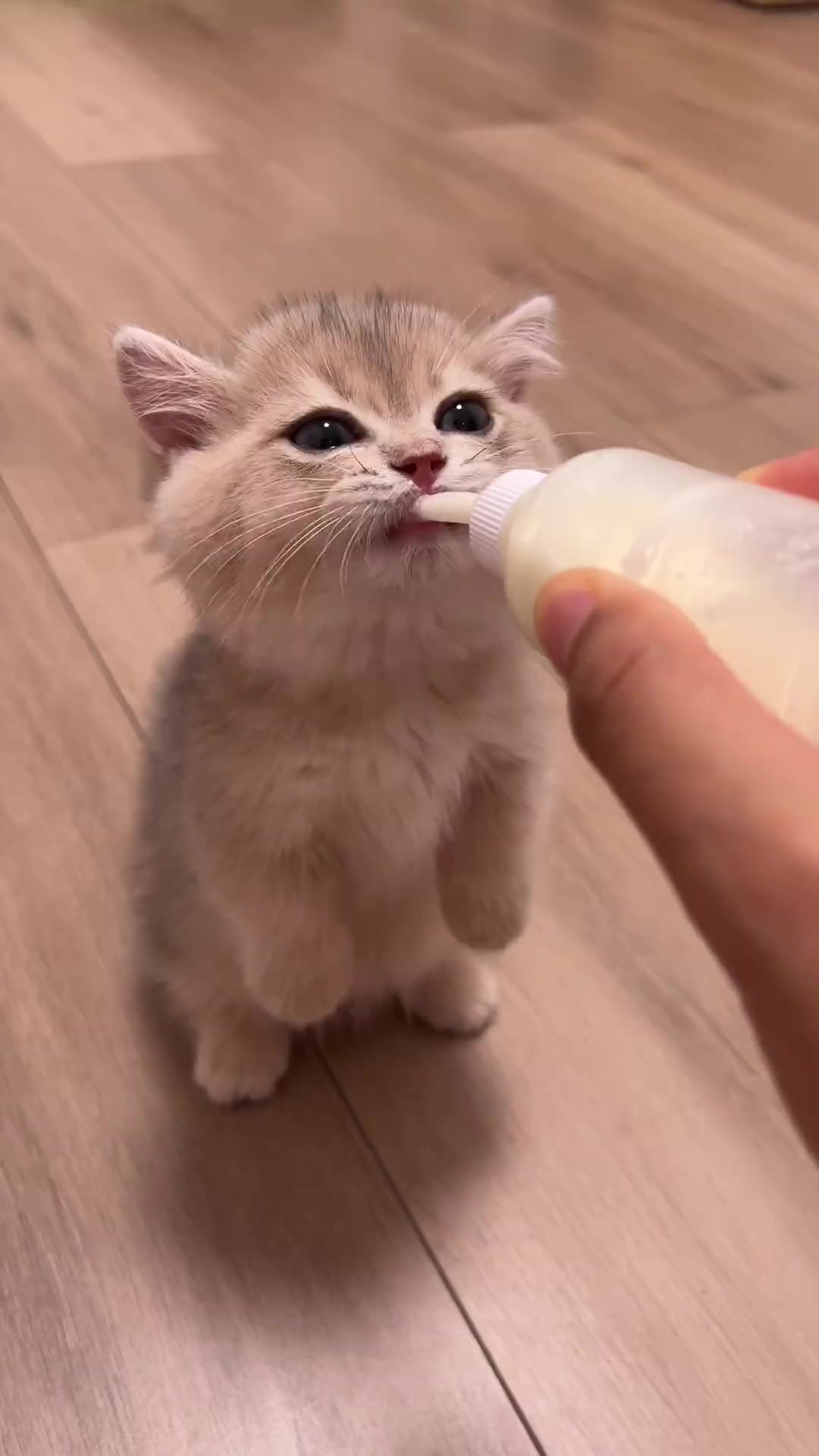 猫咪能喝酸奶吗(猫咪能喝酸奶吗风味酸乳)