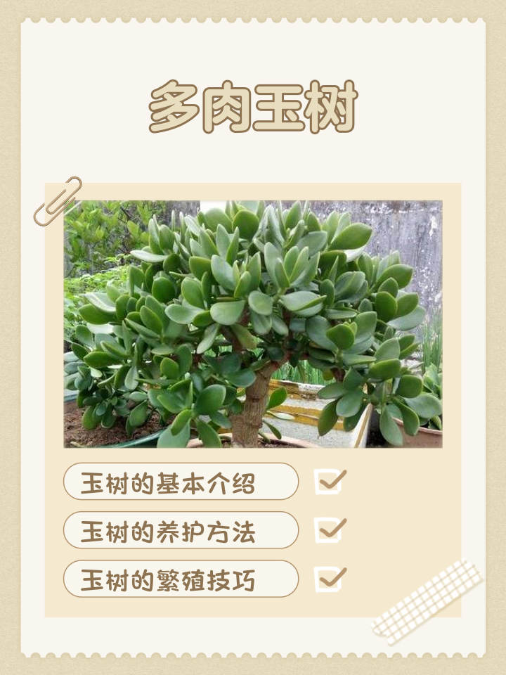 最贵的树排名及价格(最贵的树苗排名及价格)