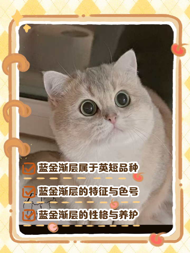 渐层猫是什么品种图片(渐层猫是什么品种图片及名字)