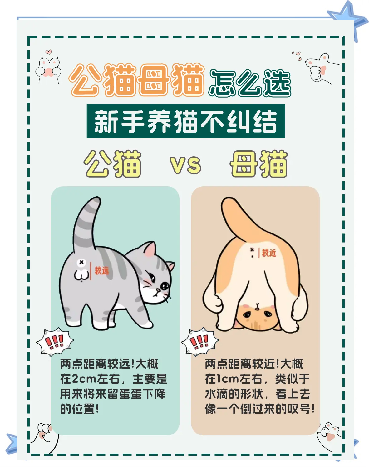 小猫怎么分公母(小猫怎么分公母最简单的方法)
