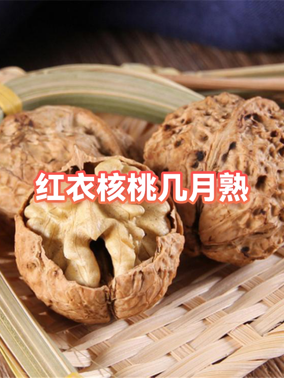 生核桃一般几月份有卖的(核桃几月份成熟?核桃什么时候上市?)