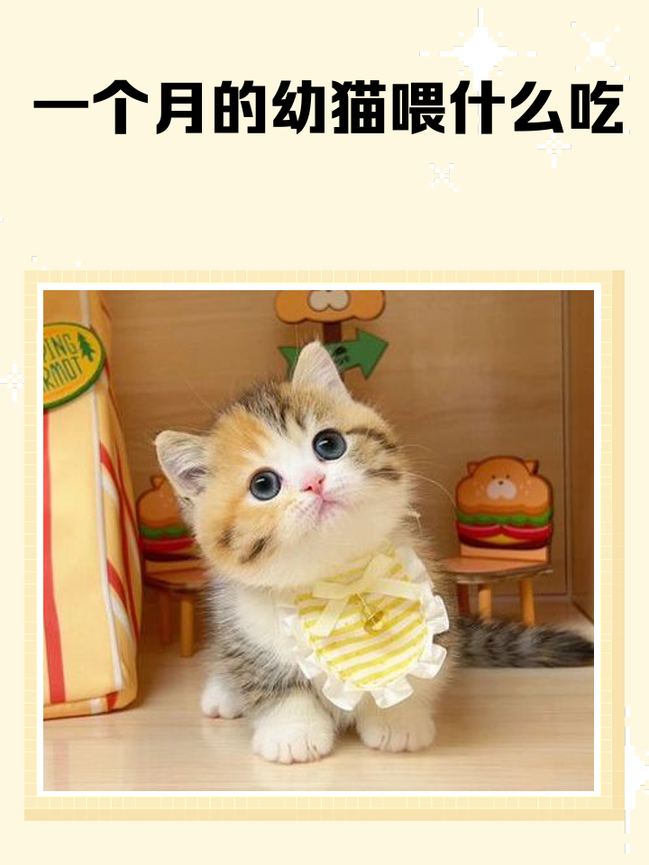 幼猫能吃什么(幼猫能吃什么肉) 幼猫能吃什么(幼猫能吃什么肉)