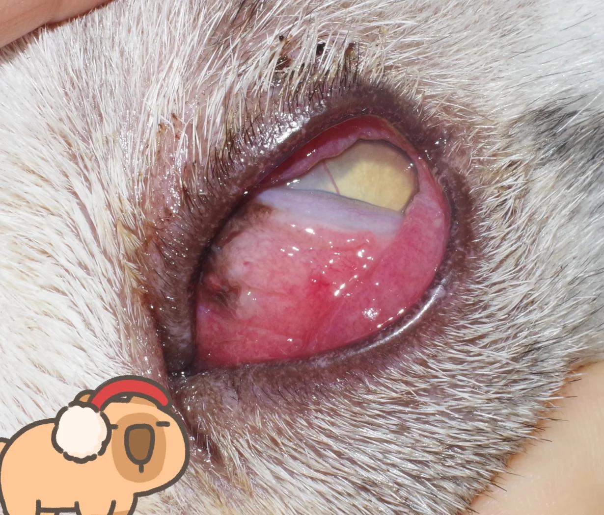 猫结膜炎的症状及图片(猫结膜炎的症状及图片大全)