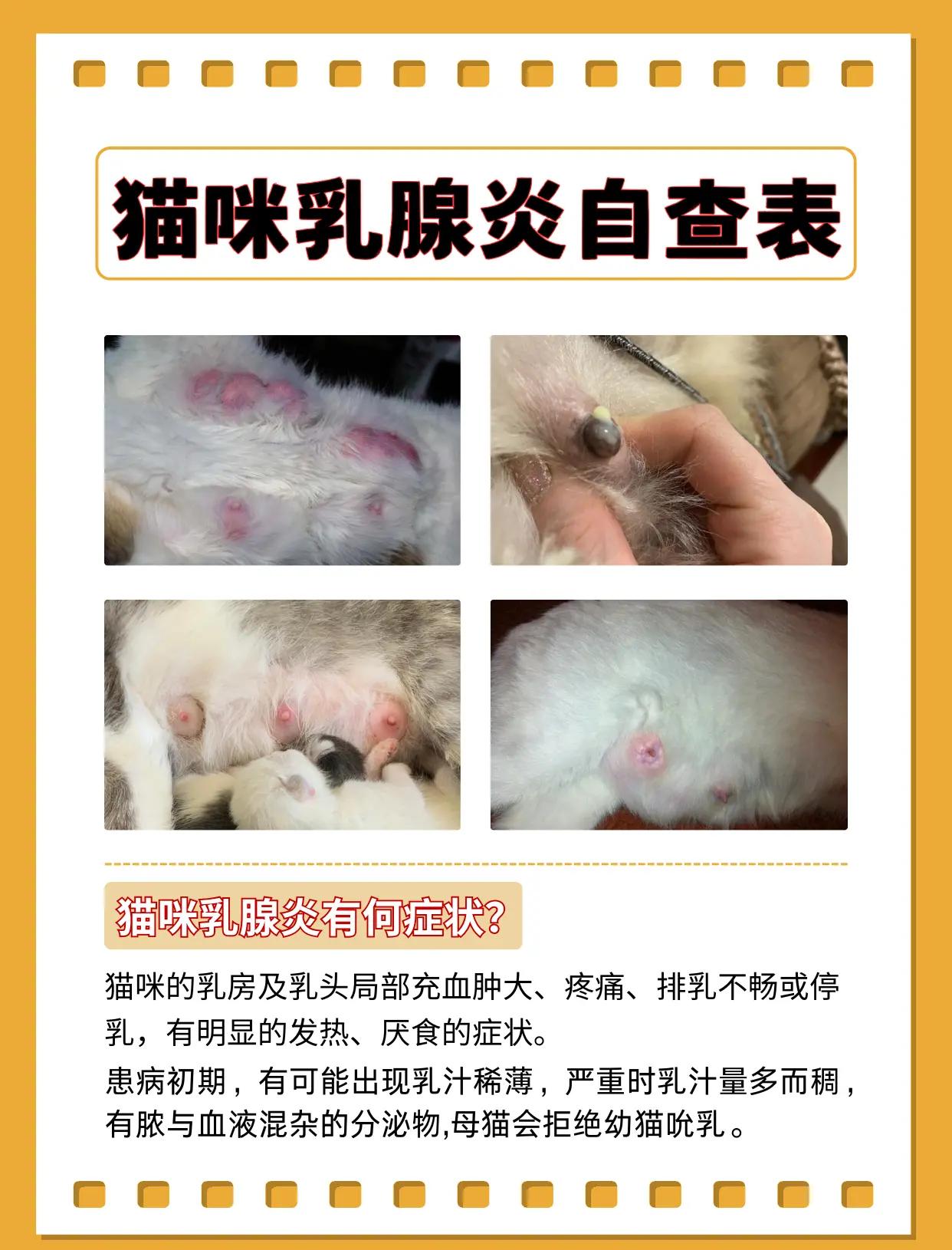猫咪要生产前的症状(母猫初次生产要注意什么)
