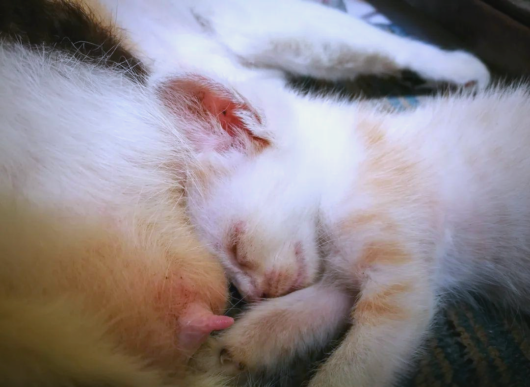 猫咪要生产前的症状(母猫初次生产要注意什么) 猫咪要生产前的症状(母猫初次生产要注意什么)