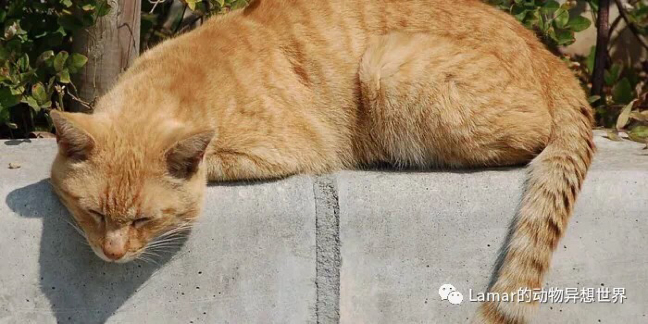 猫咪尾巴下垂(猫咪尾巴下垂走路) 猫咪尾巴下垂(猫咪尾巴下垂走路)